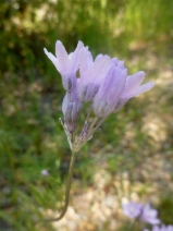 Dipterostemon capitatus ssp. pauciflorus