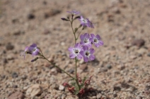 Gilia latiflora ssp. davyi