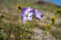 Gilia latiflora ssp. davyi