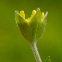 Lasthenia debilis