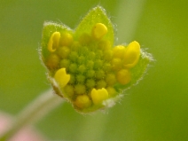 Lasthenia debilis
