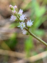 Ozomelis trifida