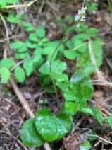 Ozomelis trifida