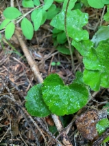 Ozomelis trifida