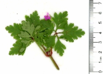 Geranium purpureum
