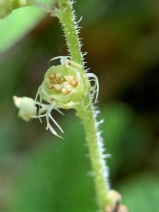 Pectiantia ovalis