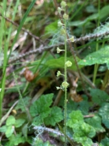 Pectiantia ovalis