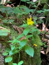 Mimulus dentatus