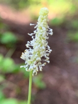 Achlys triphylla