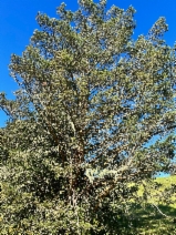 Pinus sylvestris
