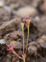 Androsace elongata ssp. acuta