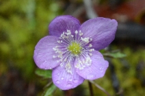 Anemone oregana var. oregana