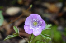 Anemone oregana var. oregana