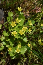 Ranunculus muricatus
