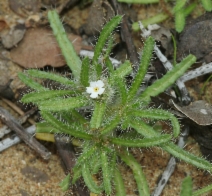 Cryptantha clevelandii var. florosa