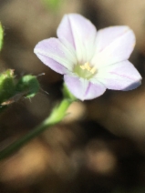 Convolvulus simulans