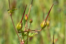 California macrophylla