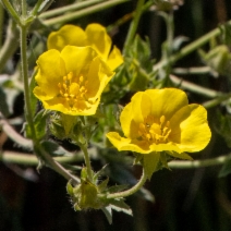 Potentilla gracilis