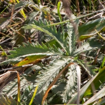 Potentilla gracilis