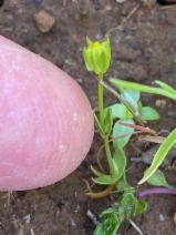 Cicendia quadrangularis