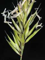 Anthoxanthum aristatum