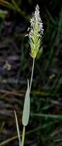 Anthoxanthum aristatum