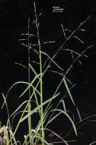 Glyceria Xoccidentalis