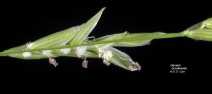 Glyceria Xoccidentalis