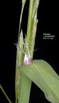 Glyceria Xoccidentalis