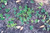Medicago truncatula