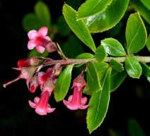 Escallonia rubra