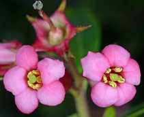 Escallonia rubra