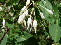 Staphylea bolanderi
