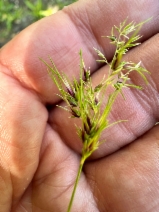 Poa bulbosa