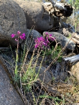 Boechera koehleri