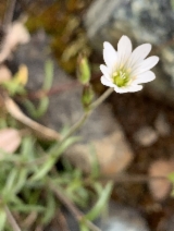 Cerastium arvense ssp. strictum