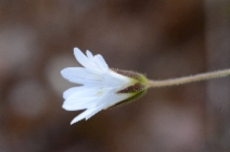 Cerastium arvense ssp. strictum