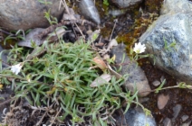 Cerastium arvense ssp. strictum