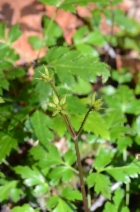 Coptis laciniata