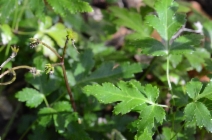 Coptis laciniata