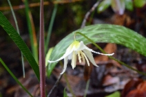 Erythronium howellii