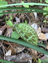 Erythronium howellii