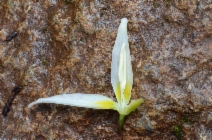 Erythronium howellii