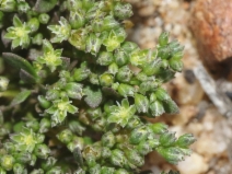 Polycarpon depressum