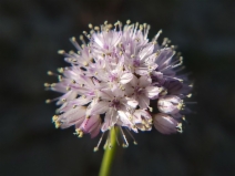 Allium howellii var. howellii