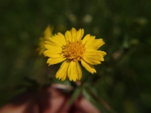 Deinandra halliana