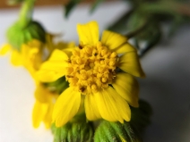 Deinandra halliana