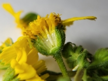 Deinandra halliana