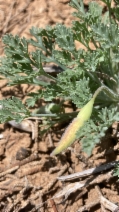 Eschscholzia lemmonii ssp. lemmonii
