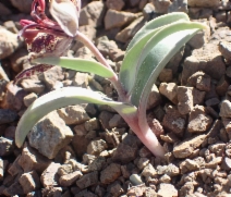 Fritillaria falcata